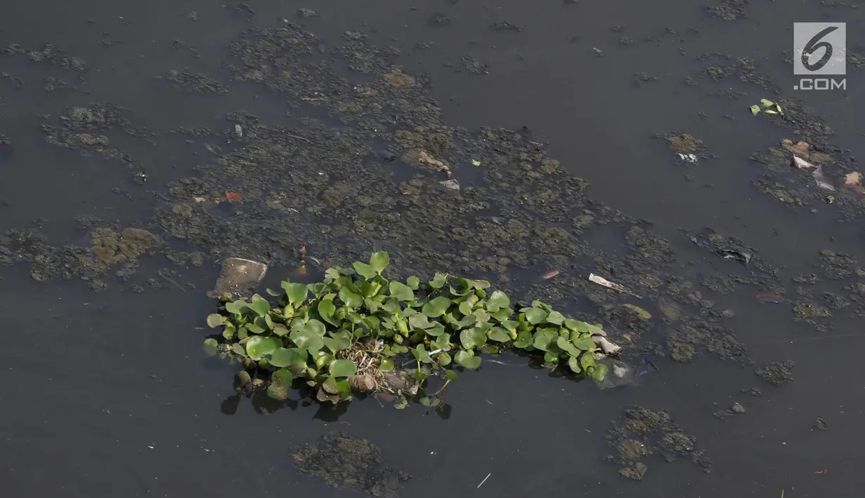 Tanaman eceng gondok tumbuh di sekitar Waduk Pluit, Jakarta, Senin (17/12). Kurangnya perhatian serta perawatan menyebabkan tanaman yang berpotensi menjadi hama tersebut kembali tumbuh dan berkembang di Waduk Pluit. (Liputan6.com/Immanuel Antonius)