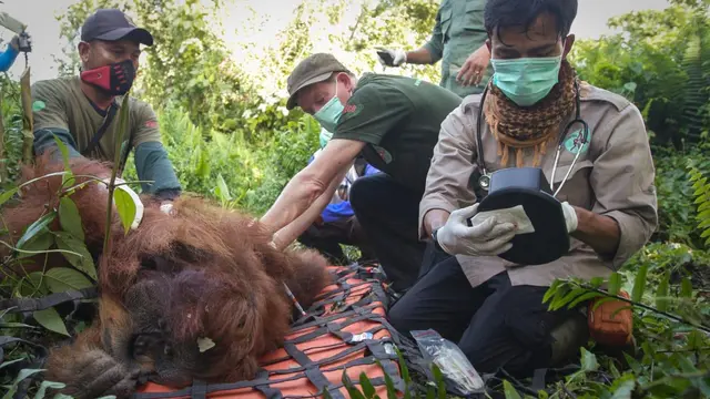 Dr Ian Singleton, pelestari orang utan asal Inggris.