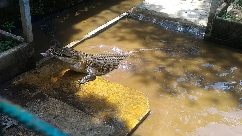 Buaya muara yang masing-masing berbobot 2,5 kuintal dan 2 kuintal di Penangkaran Buaya Dawuhan Kulon, Kedungbanteng, Banyumas. (Foto: Liputan6.com/Muhamad Ridlo)