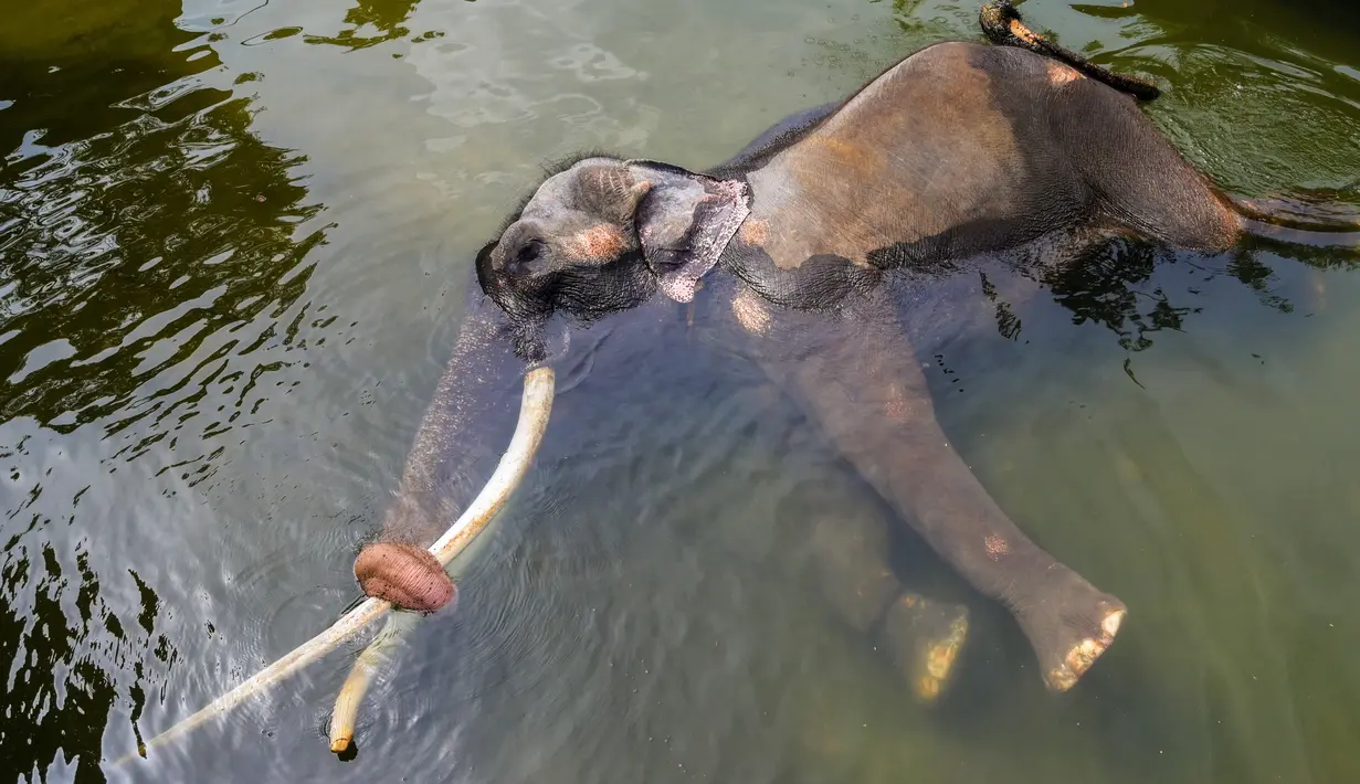 Namun mereka meminta gajah tersebut kembali tahun lalu setelah adanya tuduhan bahwa gajah tersebut disiksa dan ditelantarkan selama berada di sebuah kuil Buddha. (Ishara S. KODIKARA / AFP)