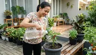 10 Ide Memanfaatkan Botol Minyak Goreng Bekas untuk Tanaman, Praktis dan Hemat Biaya
