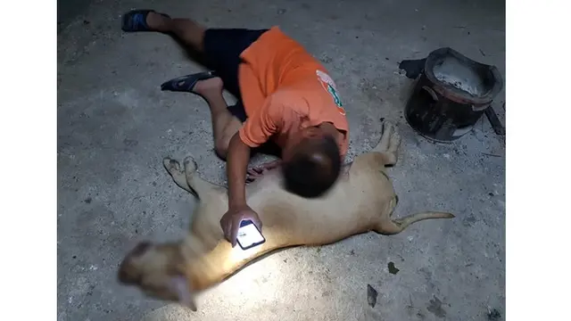 Lagi Hamil, Perjuangan Anjing Lindungi Sang Pemilik dari Ular Kobra Ini Bikin Haru