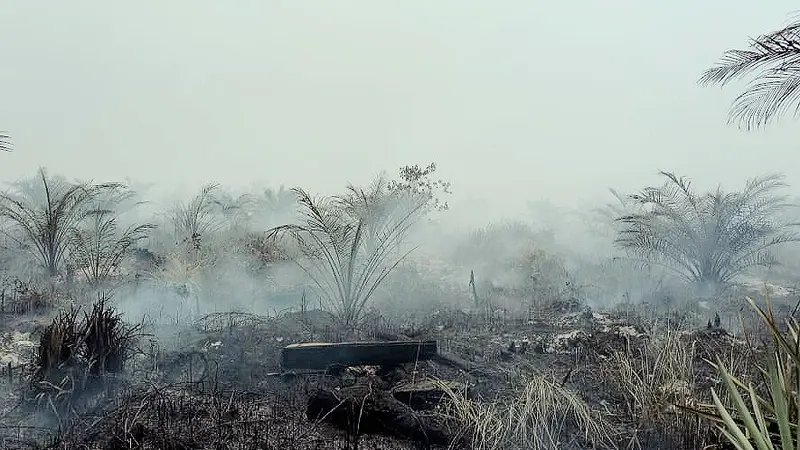 900 Hektare Lahan Gambut di Rokan Hilir Hangus, Ribuan Warga Hirup Asap