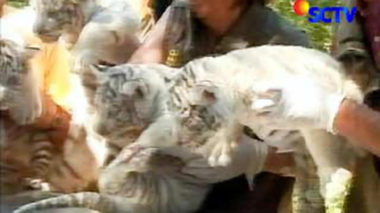 1001078aharimau-putih.jpg