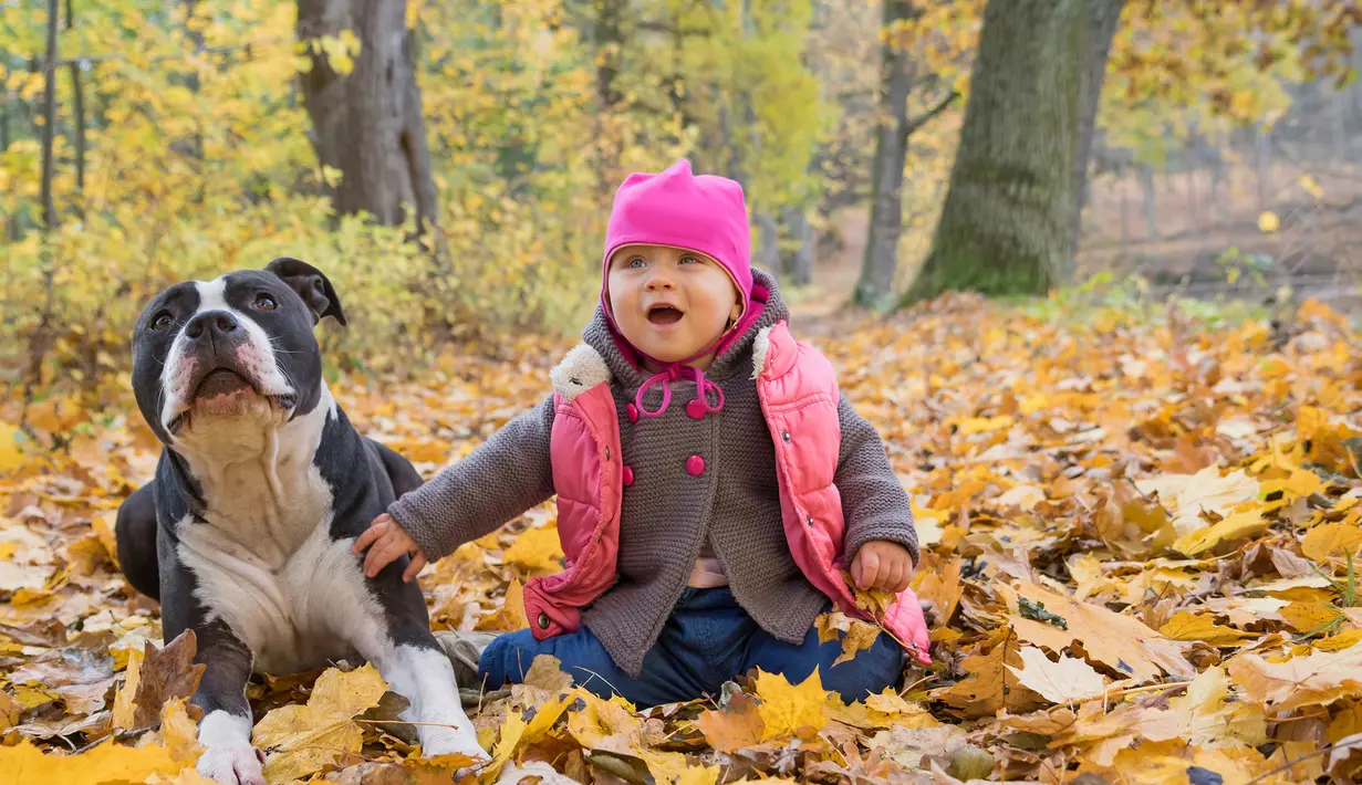 Anjing pitbull adalah anjing yang memiliki obsesi terhadap anak-anak dan anak anjing. Anjing ini sangat suka bermain-main dengan mereka. Bahkan dilansir dari Angustpost.com, menyebut Pitbull dan anak-anak adalah pasangan yang kompak. (istockphoto.com)