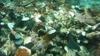 Spot selam favorit di Raja Ampat yang dilindas kapal pesiar Caledonia Sky itu hanya menyisakan akar karang yang rusak. (Liputan6.com/Katharina Janur)
