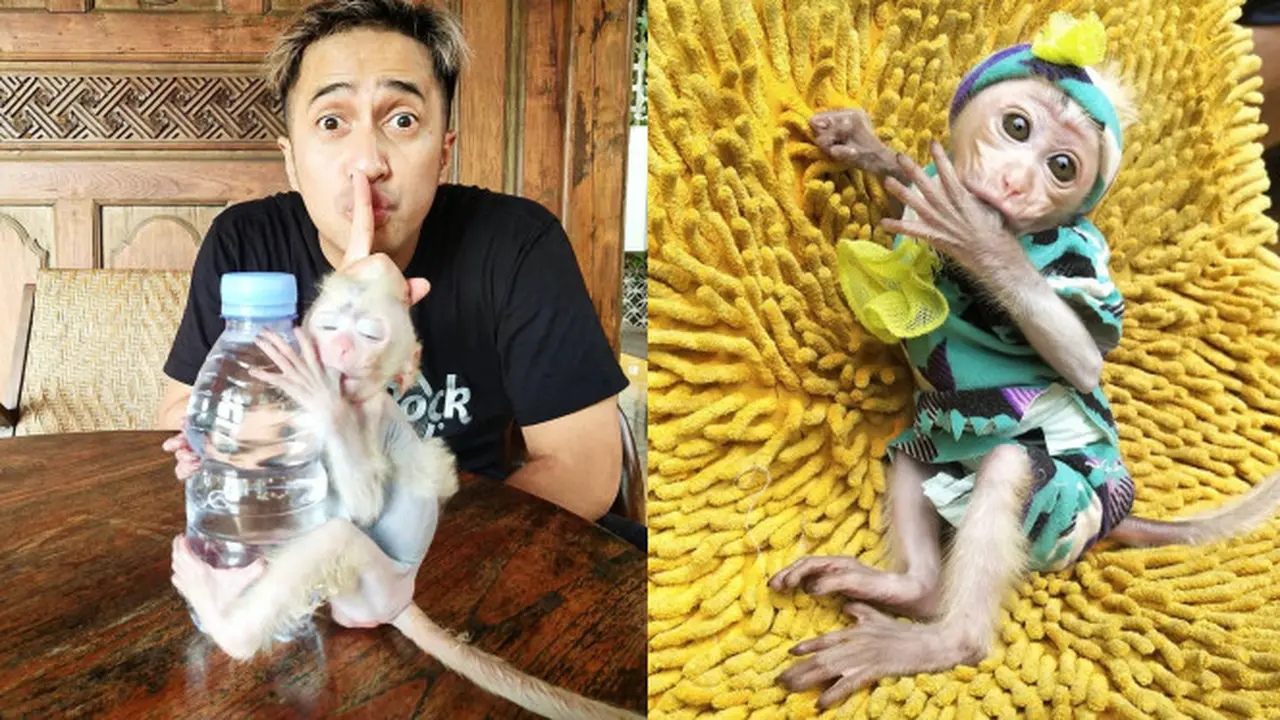 Potret Candy Laura, Monyet Pantai Peliharaan Irfan Hakim yang Jadi Sorotan