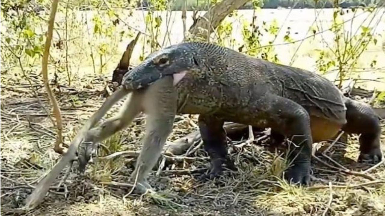 Viral, Video Komodo Memangsa Monyet dalam Keadaan Utuh