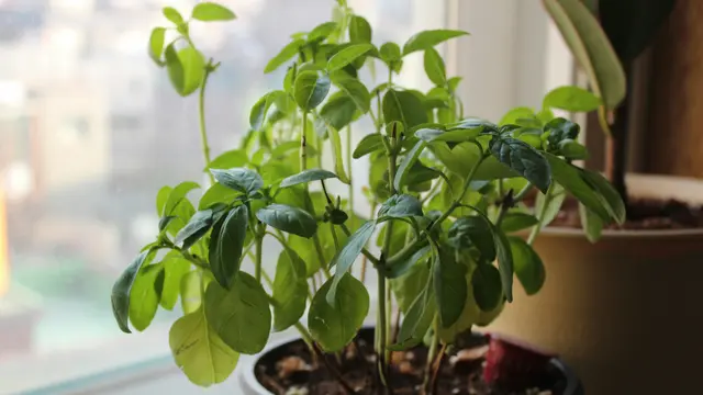 Menanam Basil Sendiri di Rumah