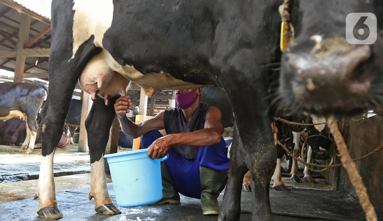 Petugas memerah sapi di Peternakan sapi, Pengadegan, Jakarta, Sabtu (14/11/2020). Kementerian Pertanian bekerja sama dengan Pemprov DKI melalui Dinas Ketahanan Pangan, Kelautan dan Pertanian DKI Jakarta (KPKP), untuk meningkatkan produksi ternak sapi dan kerbau. (Liputan6.com/Herman Zakharia)