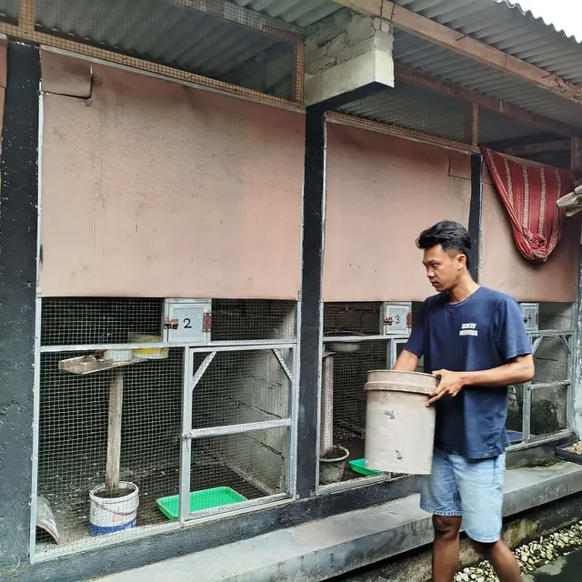 Tips Budidaya Burung Murai Batu Kicau Merdu Ekor Panjang