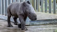 Bayi badak jantan yang lahir pada 18 Februari terlihat di kandangnya di taman zoologi Amneville, di Amneville, Prancis timur (25/2/2022). Ini adalah badak putih kelahiran ketiga yang lahir dalam empat bulan terakhir di kebun binatang tersebut. (AFP/Jean-Christophe)