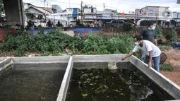 Warga saat melakukan perawatan kolam lele di kolong Tol Becakayu, Cipinang Melayu, Jakarta Timur, Minggu (20/3/2022). Harga lele yang dijual bervariasi, mulai dari bayi lele mulai dari Rp400 per ekor hingga lele konsumsi yang dibanderol Rp23.000 per kilogram. (merdeka.com/Iqbal S. Nugroho)