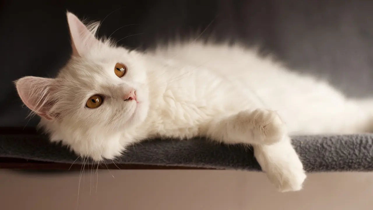 12 Masalah Kesehatan yang Dialami Kucing, Waspadai Tanda-Tandanya