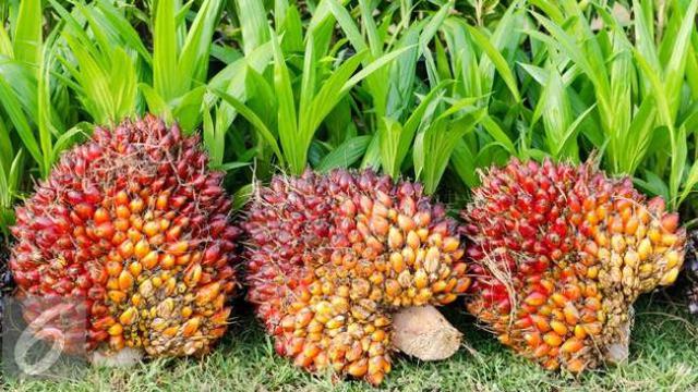 Buah kelapa sawit
