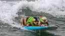 Derby dan Gidget Gallahue bersaing dalam kompetisi Surf City Surf Dog di Huntington Beach, California pada 28 September 2019. Para anjing menunjukkan keahlian mereka dengan menaklukkan ombak setinggi satu sampai tiga kaki. (Kyle Grillot / AFP)