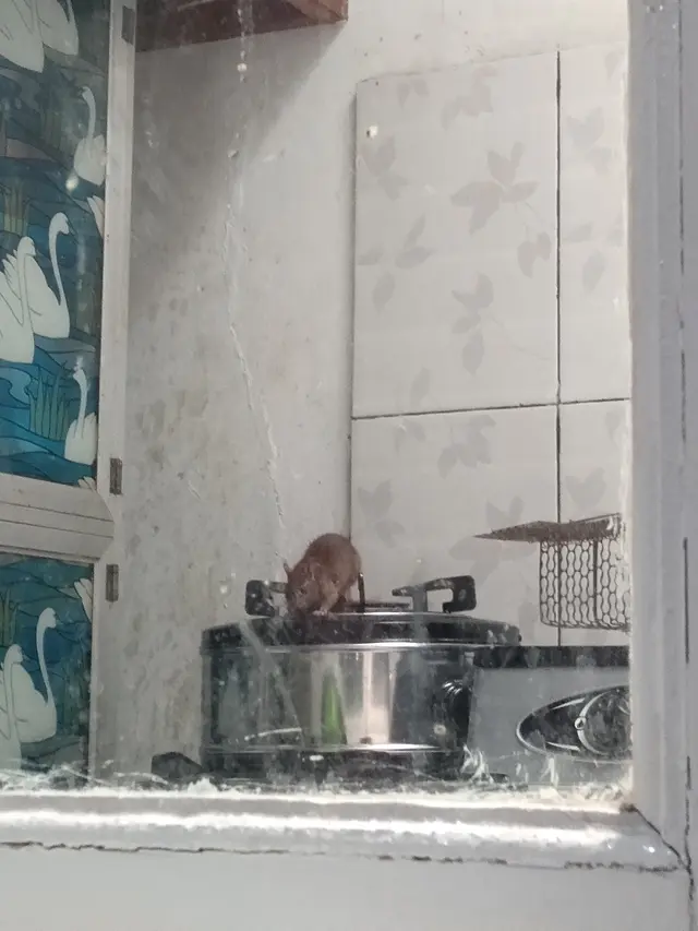 9 Potret kelakuan tikus bak Ratatouille versi dagelan