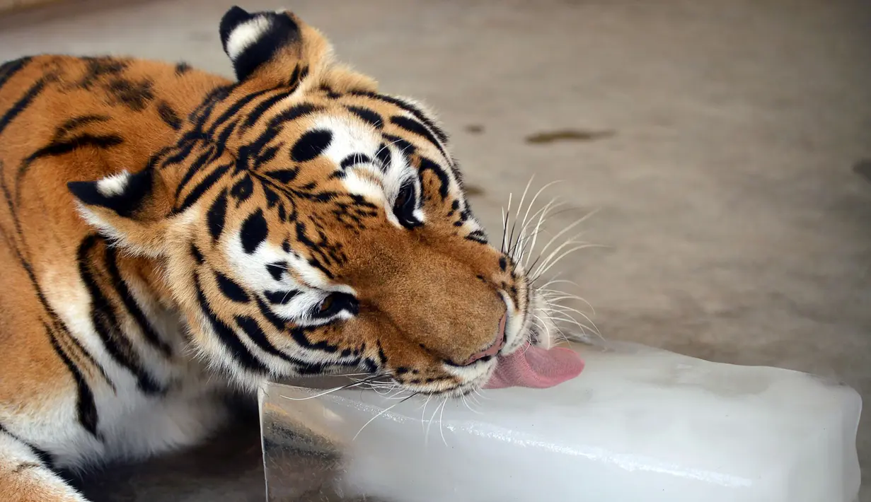 Harimau di Kebun Binatang Karachi tampak menjilati bongkahan es batu saat gelombang panas melanda Pakistan, Rabu (19/4). Gelombang panas tengah melanda beberapa wilayah Pakistan hingga membuat suhu meningkat jadi 45 derajat celcius. (RIZWAN TABASSUM/AFP)