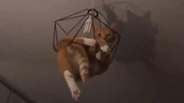 7 Potret Kucing Terjebak di Langit-Langit Rumah Ini Ekspresinya Bikin Kasihan