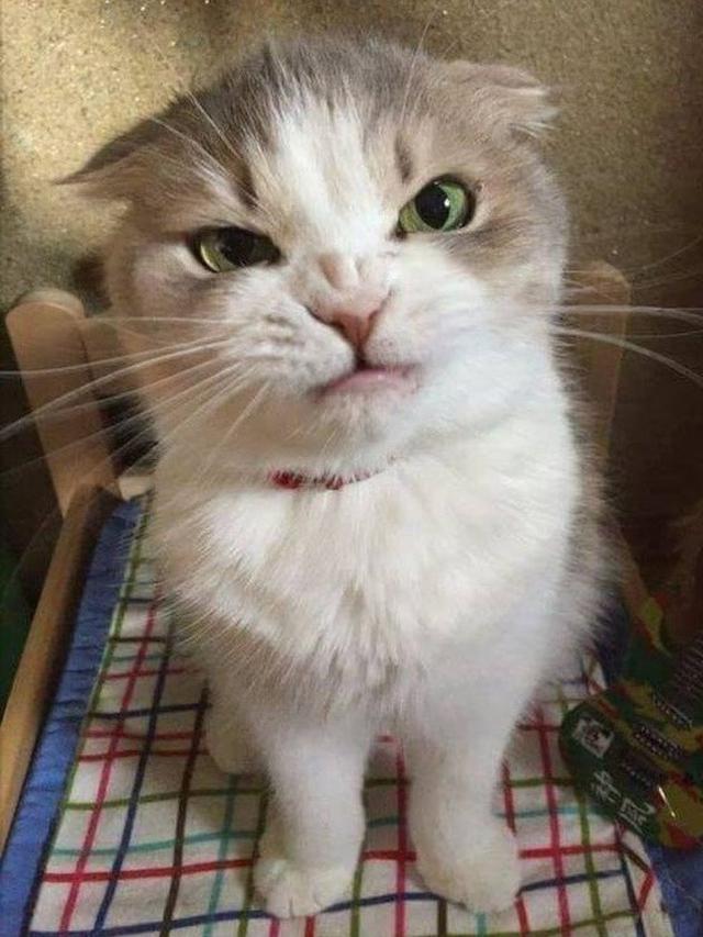 kucing berwajah galak