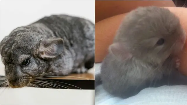6 Potret Bayi Hewan yang Jarang Diketahui Bentuknya, Lucu hingga Seram Sejak Lahir