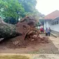 Pohon tua di SMAN 1 Semarang tumbang. (Foto: Liputan6.com/Heni Purwono)