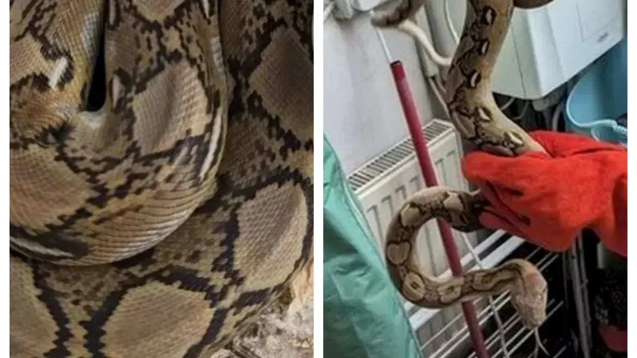 Kehadiran Tak Terduga Ular Piton 152,4 cm di Dapur Ini Bikin Merinding