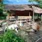 Ternak sapi milik warga Desa Karya Indah di kawasan pengolahan emas di Desa Hulawa, Kecamatan Buntulia, Kabupaten Pohuwato, Gorontalo, ditemukan mati. (Liputan6.com/ Arfandi Ibrahim)