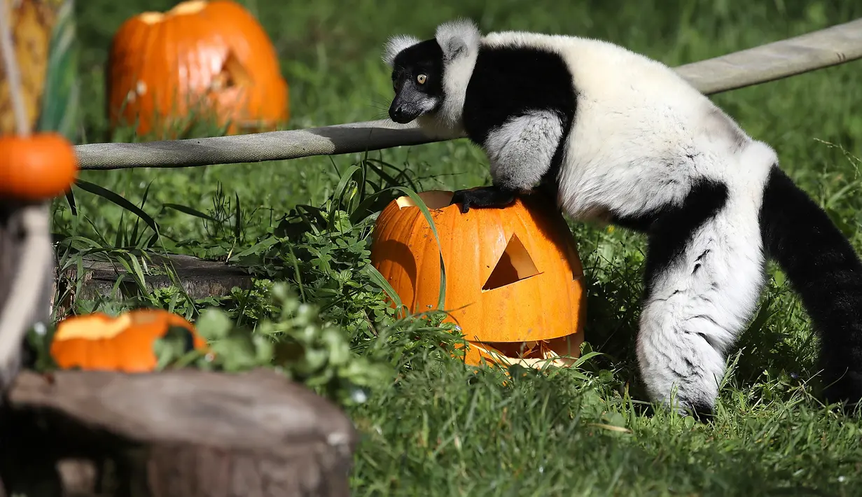 Lemur berlorek hitam-putih memakan biji labu yang diletakkan dalam kadang Kebun Binatang San Francisco, California, 26 Oktober 2018. Lemur di kebun binatang itu menerima labu berisi kudapan untuk merayakan Halloween. (Justin Sullivan/Getty Images/AFP)