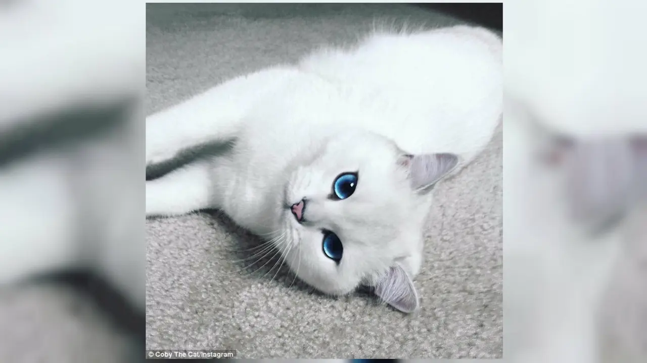 Dengan Pose Menggemaskan, Kucing Tercantik di Dunia jadi Viral-04