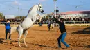 Pria Palestina berusaha menjinakkan kudanya saat mengikuti ajang Arabian Horse Show di Kota Gaza, Palestina (3/3). (AFP Photo / Mohammed Abed)