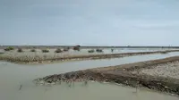 Curhat Petambak Garam Gagal Panen hingga Minim Bantuan Pemerintah