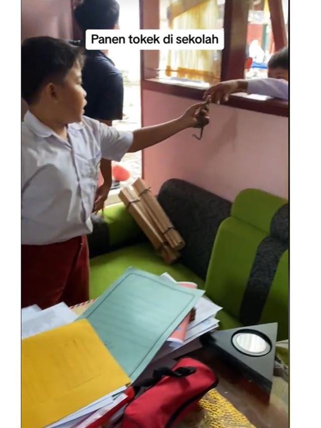Aksi Berani Bocah SD Tangkap Tokek dengan Tangan Kosong, Heboh Bantu Sang Guru