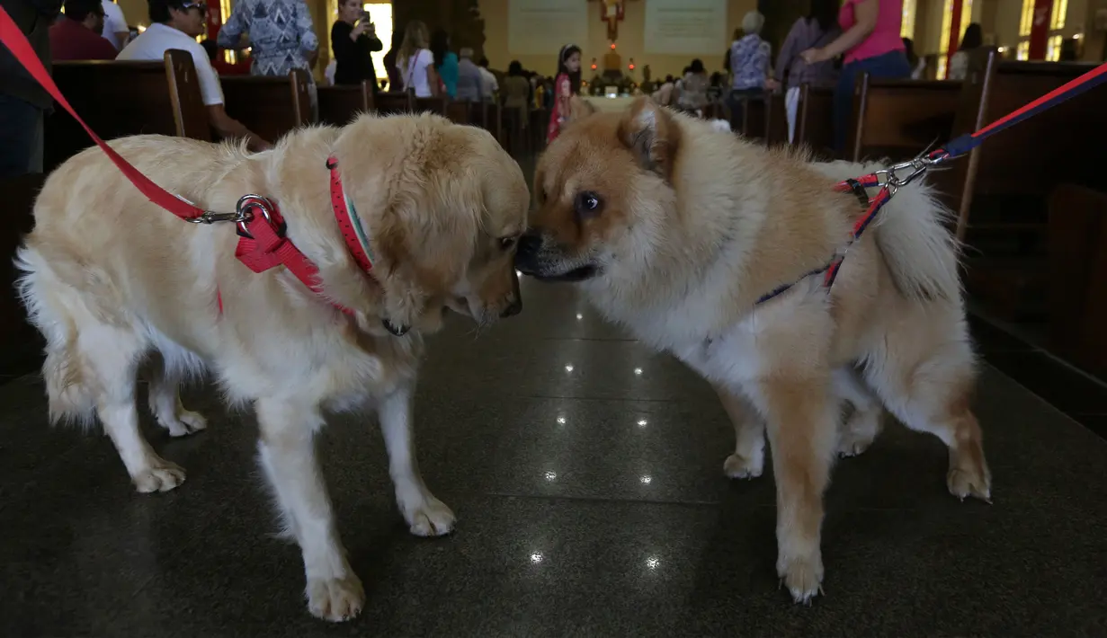 Dua ekor anjing bertatap muka saat Misa Santo Fransiskus Assisi berlangsung di Brasil, Rabu (4/10). Pada perayaan ini, para Jemaah melakukan Misa dengan membawa hewan peliharaan untuk diberkati. (AP Photo/Eraldo Peres)