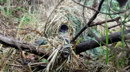 Seorang sniper bersembunyi di semak belukar selama latihan militer di Hualien, Taiwan timur, (30/1). Militer Taiwan memulai latihan gabungan dua hari untuk menunjukkan tekadnya untuk mempertahankan diri dari ancaman China. (AP Photo/Chiang Ying-ying)