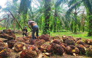 Petani sawit di Riau memanen dan menimbang buah untuk dijual ke pabrik. (Liputan6.com/M Syukur)