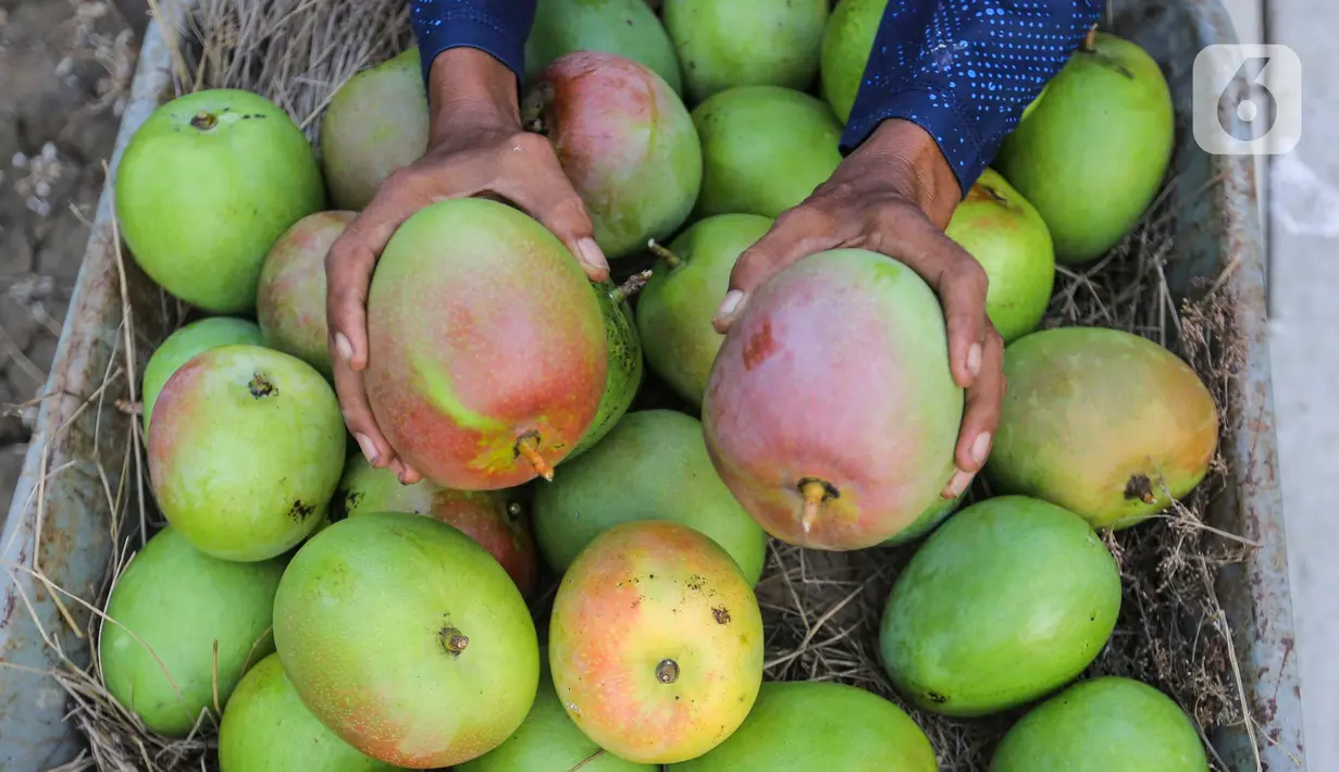 Kebun tersebut dikelola oleh kelompok tani Wong Tanggul Ceblok (WTC) memiliki latar belakang beragam agar dapat saling memberikan manfaat kepada masyarakat sekitar wilayah operasional. (Liputan6.com/Angga Yuniar)