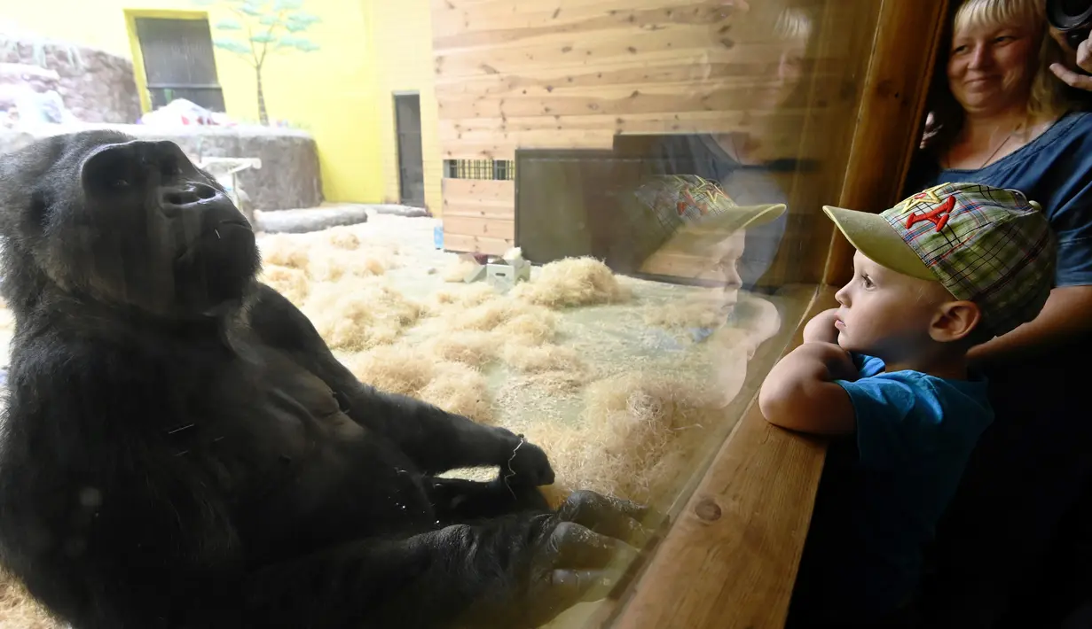 Pengunjung melihat Gorila bernama Tony di kebun binatang Kiev, Ukraina (8/8/2019). Di ulang tahunnya yang ke-45, Tony mendapatkan banyak hadiah dari pihak kebun binatang dan pengunjung. (AFP Photo/Genya Savilov)