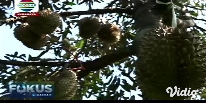 VIDEO:Yuk, Menikmati Petik Durian Langsung di Kebun Botani Sukorambi Jember