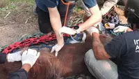 Orangutan yang Pingsan Terpapar Asap Kebakaran Hutan Kalimantan Akhirnya Mati