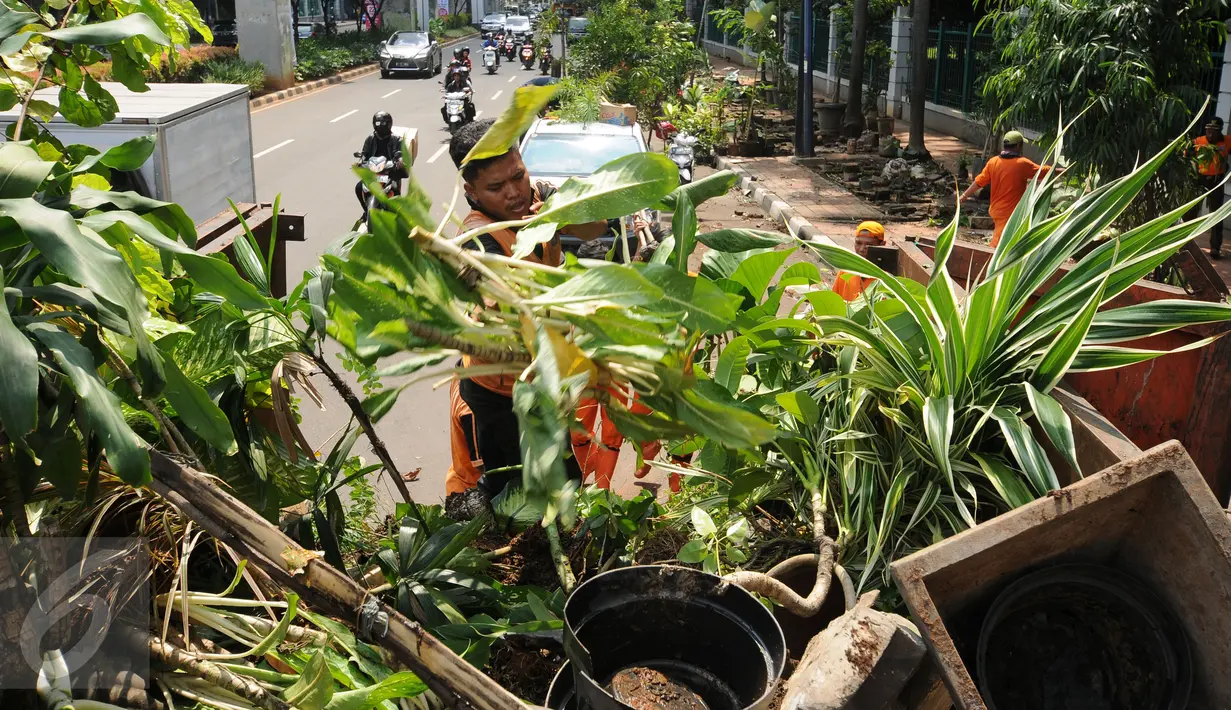 Petugas PPSU mengangkut tanaman hias yang diperdagangkan di sepanjang trotoar Jalan Asia Afrika, Jakarta, Selasa (18/5/2016). Penertiban ini terkait revitalisasi trotoar dan persiapan menyambut Asian Games 2018 mendatang. (Liputan6.com/Helmi Fithriansyah)