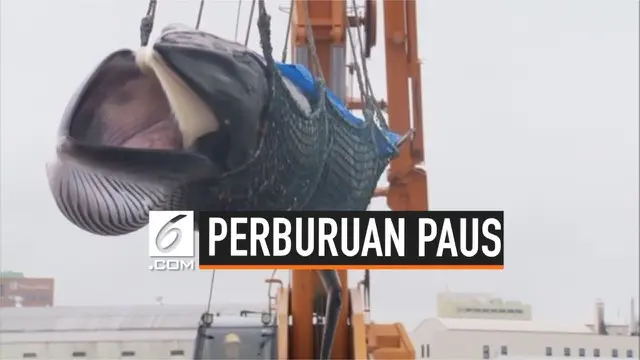 VIDEO: Meski Dikecam, Nelayan Jepang Kembali Berburu Paus