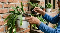 Pupuk Bunga Wijaya Kusuma Agar Cepat Berbunga, Cukup Pakai Bahan Organik