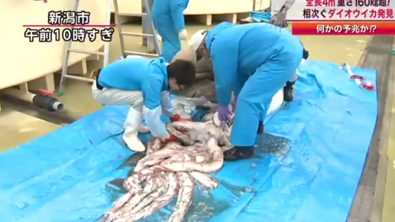 Video Penampakan Cumi Raksasa di Jepang