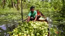 Seorang petani sibuk menyiapkan jambu biji di atas perahu sebelum menjualnya ke pasar apung di Barisal, Bangladesh, 14 Agustus 2020. Pasar apung yang berada sekitar 180 kilometer sebelah selatan Dhaka ini kerap ramai dipadati pembeli dan pedagang selama musim panen jambu biji berlangsung. (Xinhua)