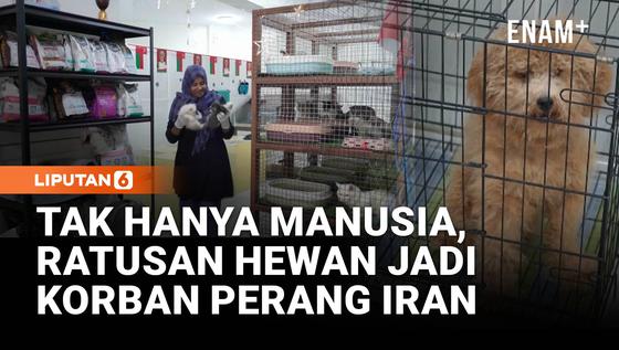 Dampak Perang Timur Tengah! Ratusan Hewan Peliharaan Ditinggal Tanpa Makanan dan Tempat Berlindung