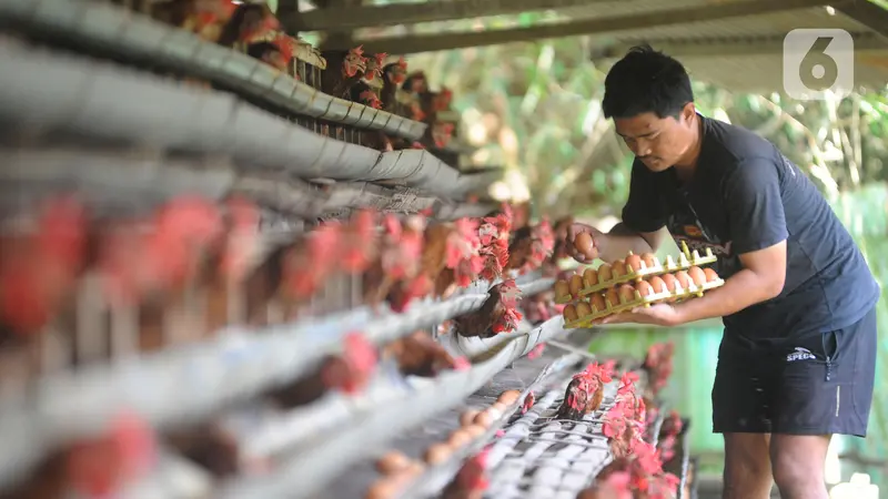 harga telur ayam di tingkat peternak