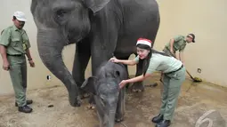 Petugas melatih "Jokowi", seekor anak gajah yang baru lahir di lokasi penangkaran objek wisata Taman Safari Indonesia, Bogor, Kamis, (25/12/2014). (Liputan6.com/Herman Zakharia)