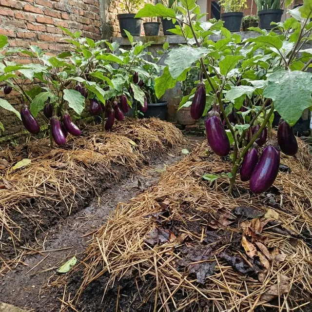 Ide Kebun Terong di Kebun Ukuran 2x2 Tapi Panen Melimpah