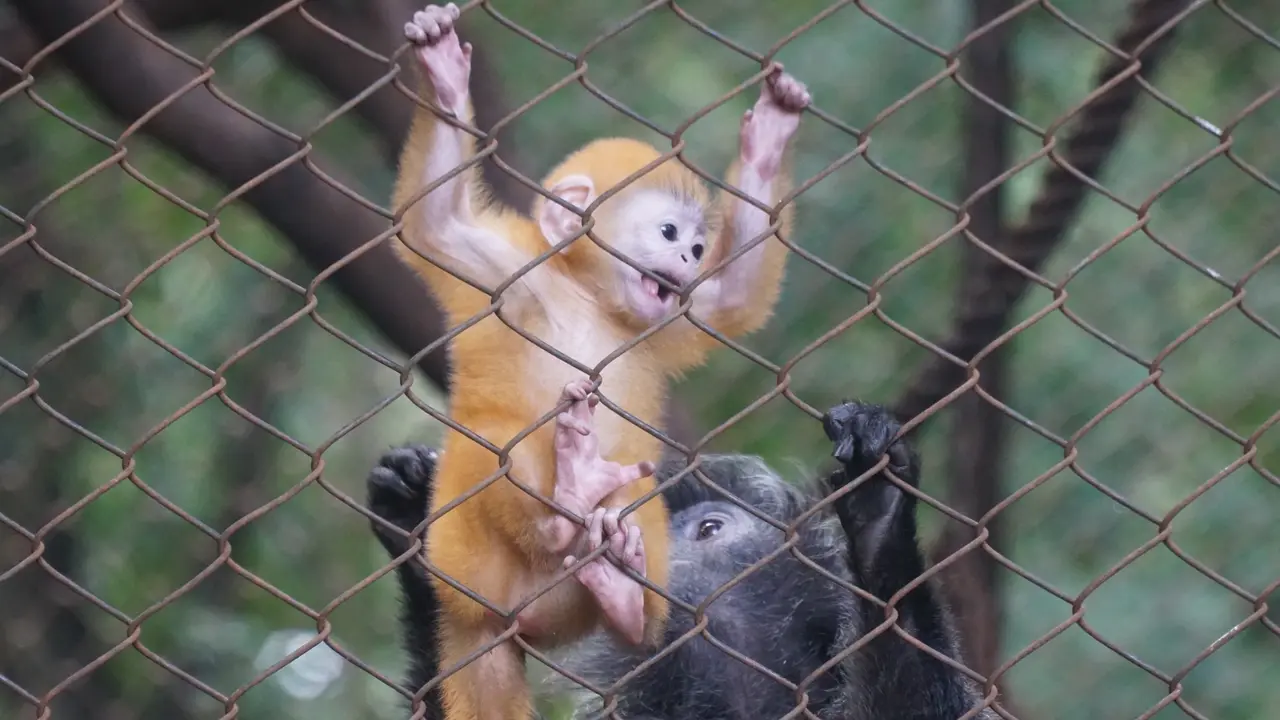 Bayi Lutung